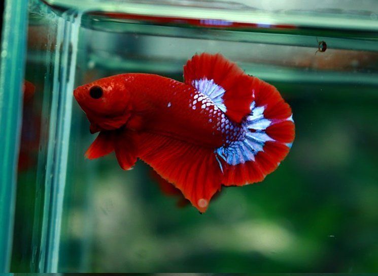 BETTA MALE HELL BOY RED FANCY_0