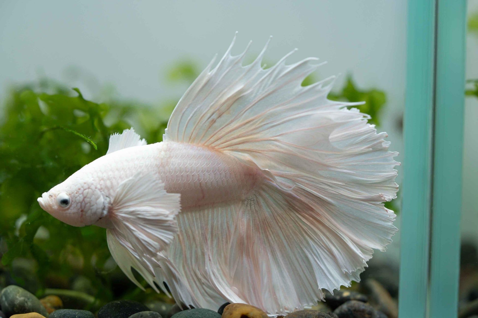 BETTA MALE HALFMOON PLATINUM ELEPHANT EAR_0
