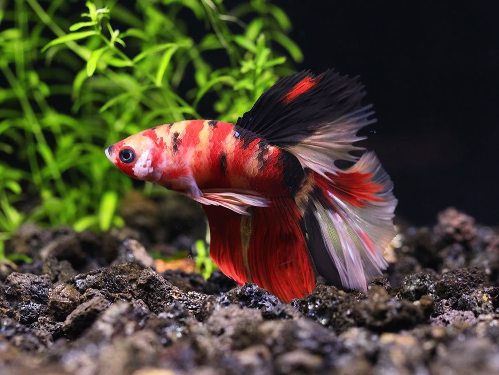 BETTA MALE HALFMOON PLAKAT KOI_0