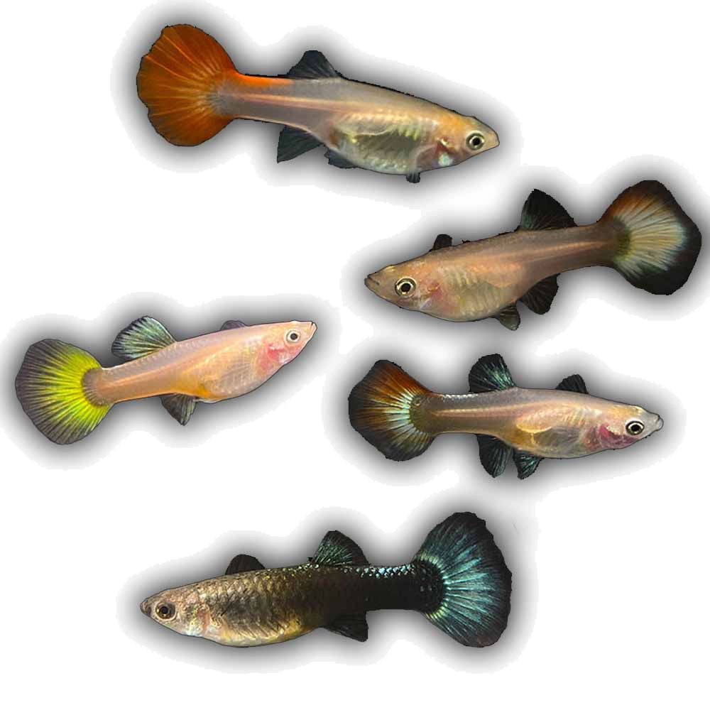 GUPPY FEMALE ASSORTED DUMBO EAR_0