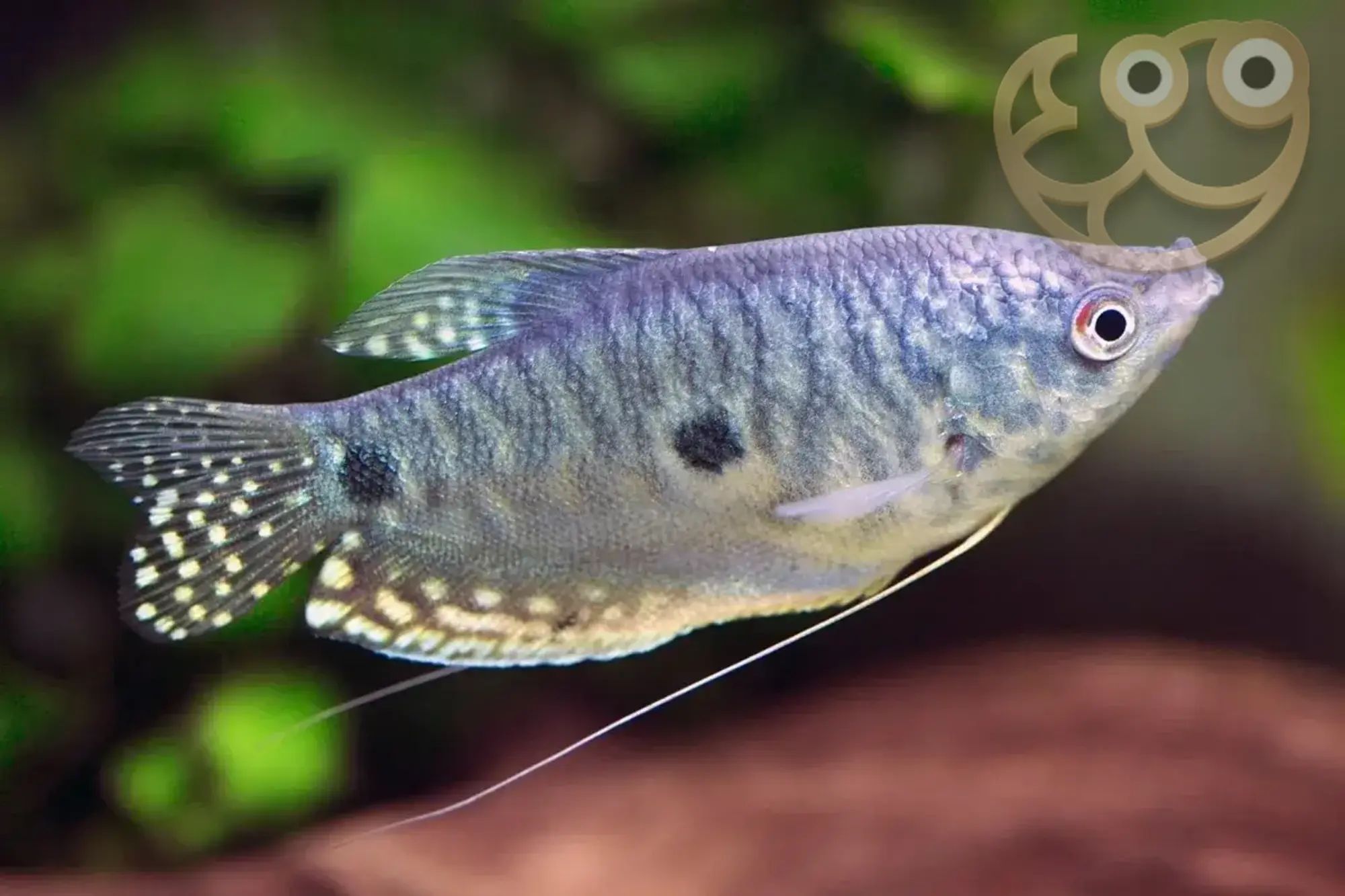 GOURAMI THREE SPOT_0