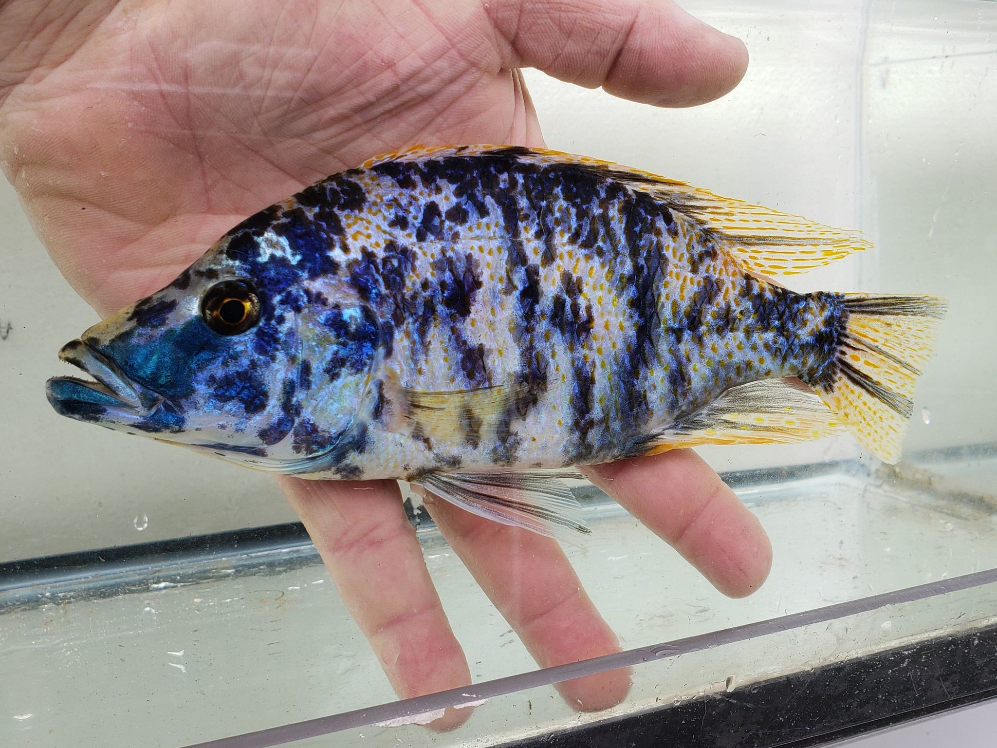 CICHLID COMPRESICEPS MIX_0