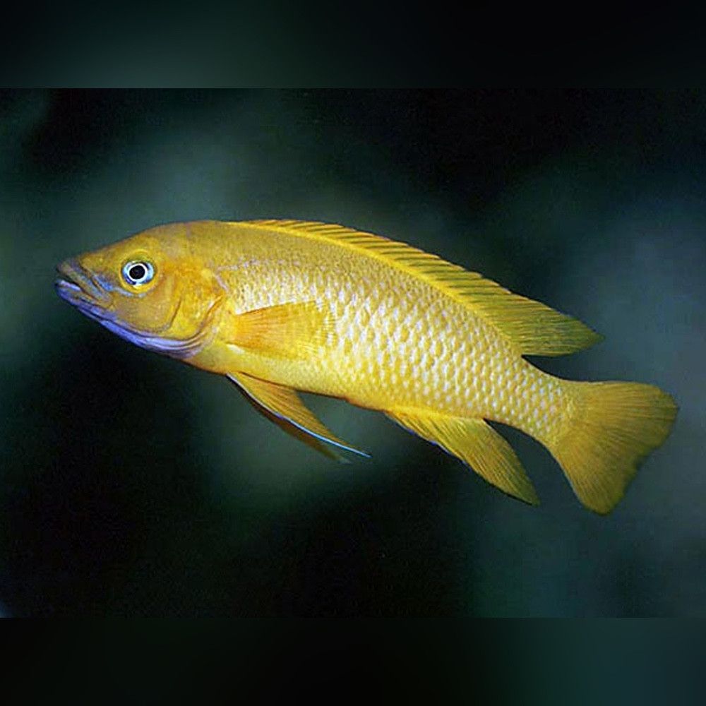 CICHLID LELEUPI / LEMON_0