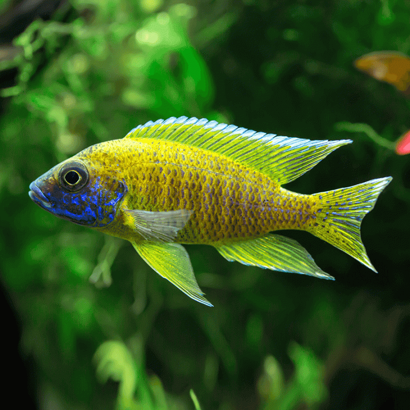 CICHLID PEACOCK YELLOW_0