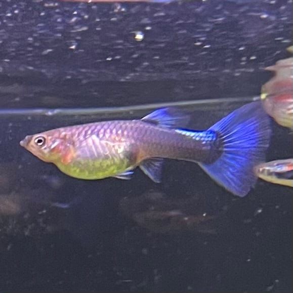 GUPPY FEMALE BLUE NEON_0
