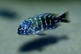CICHLID TROPHEUS DUBOISI (SPOTTED)_0