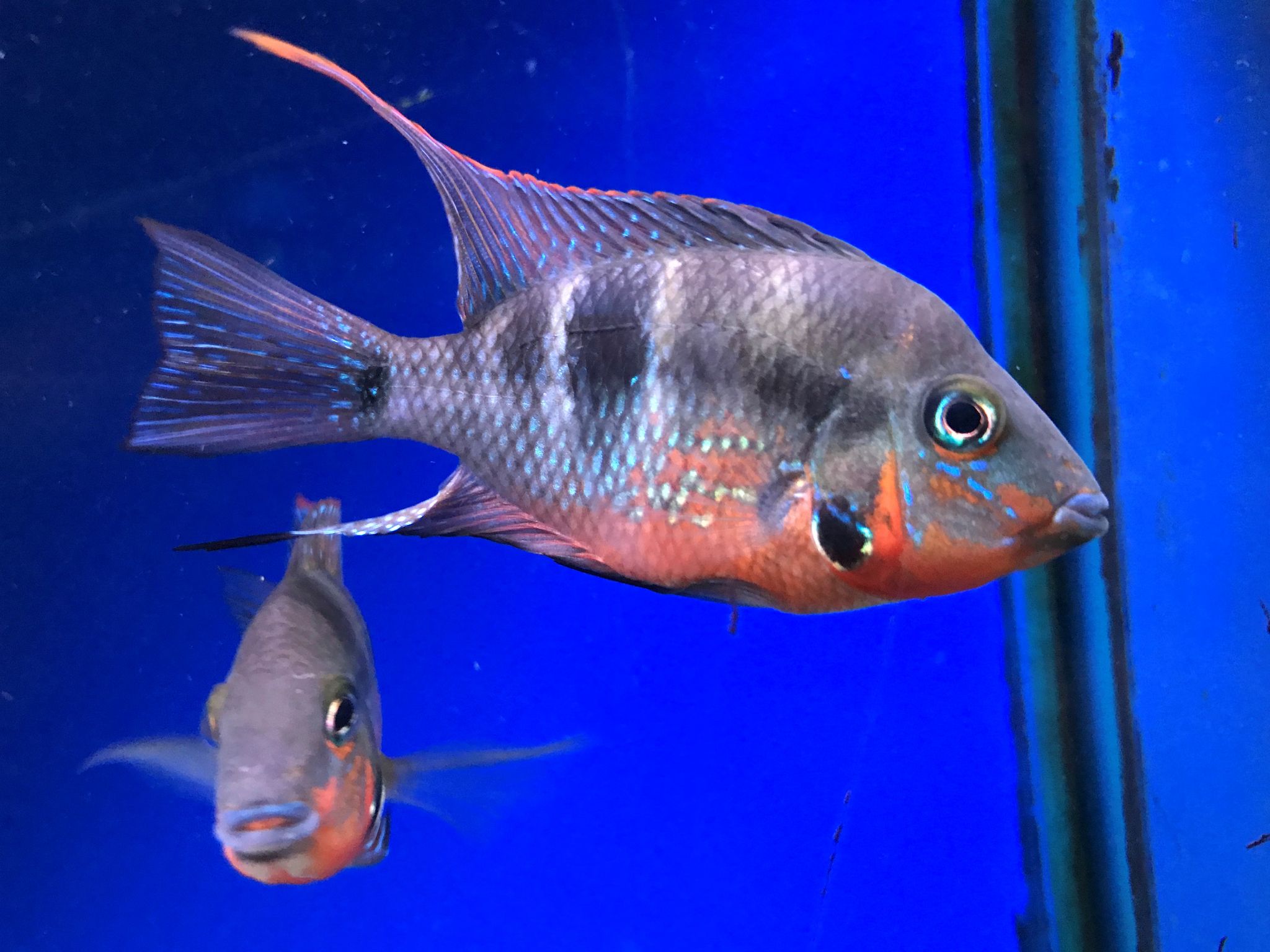 CICHLID FIREMOUTH_0
