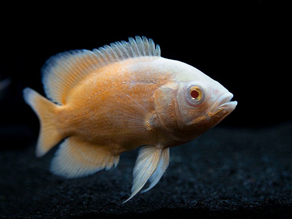 CICHLID OSCAR RED ALBINO_0