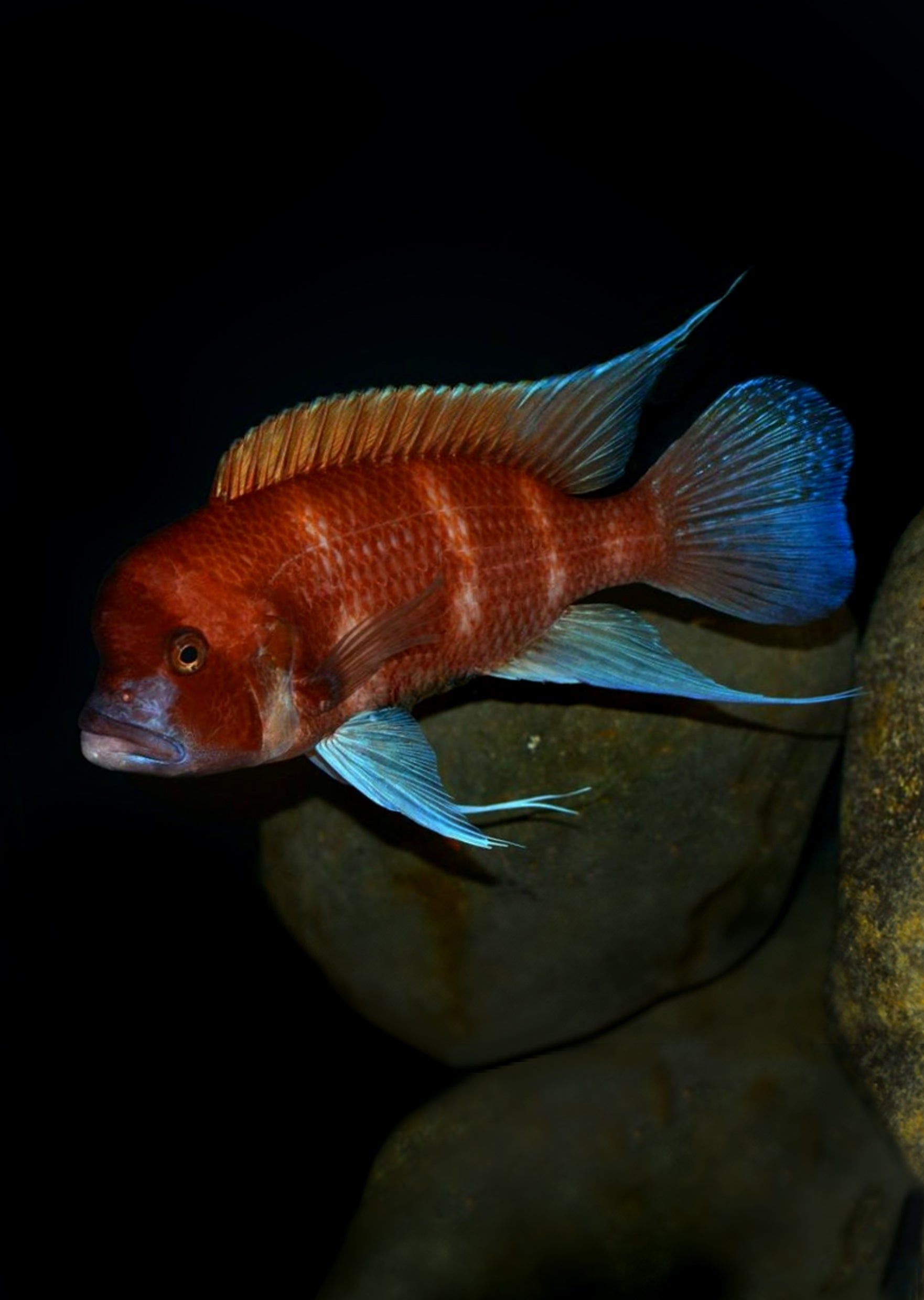 CICHLID FRONTOSA RED_0