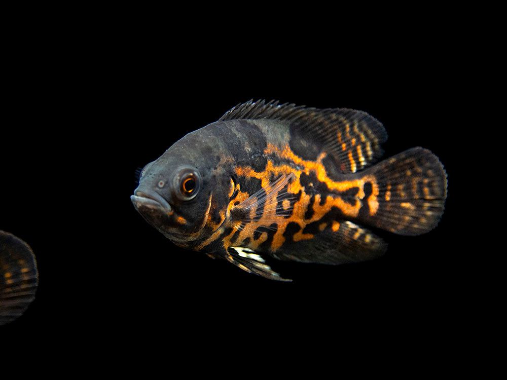 CICHLID OSCAR TIGER_0