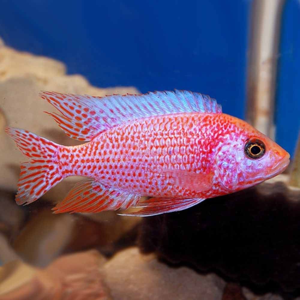 CICHLID PEACOCK STRAWBERRY_0
