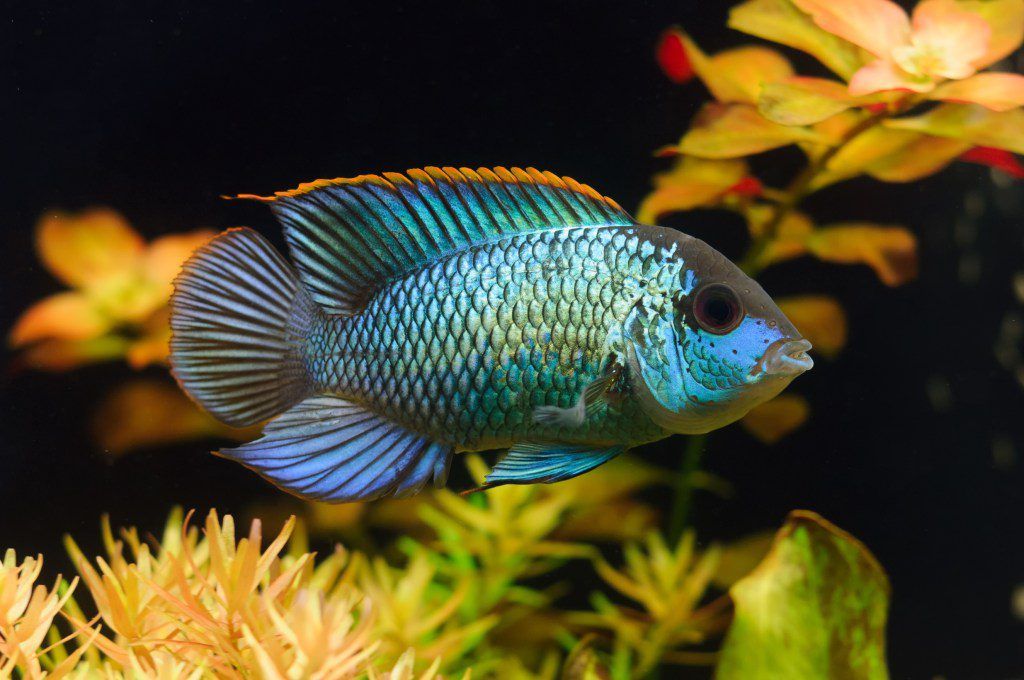 CICHLID ACARA BLUE ELECTRIC_0