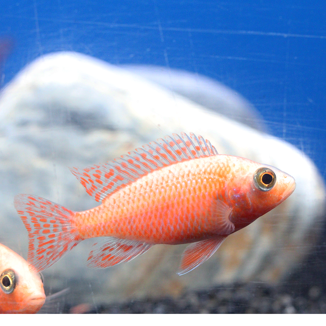 CICHLID PEACOCK PINK_0