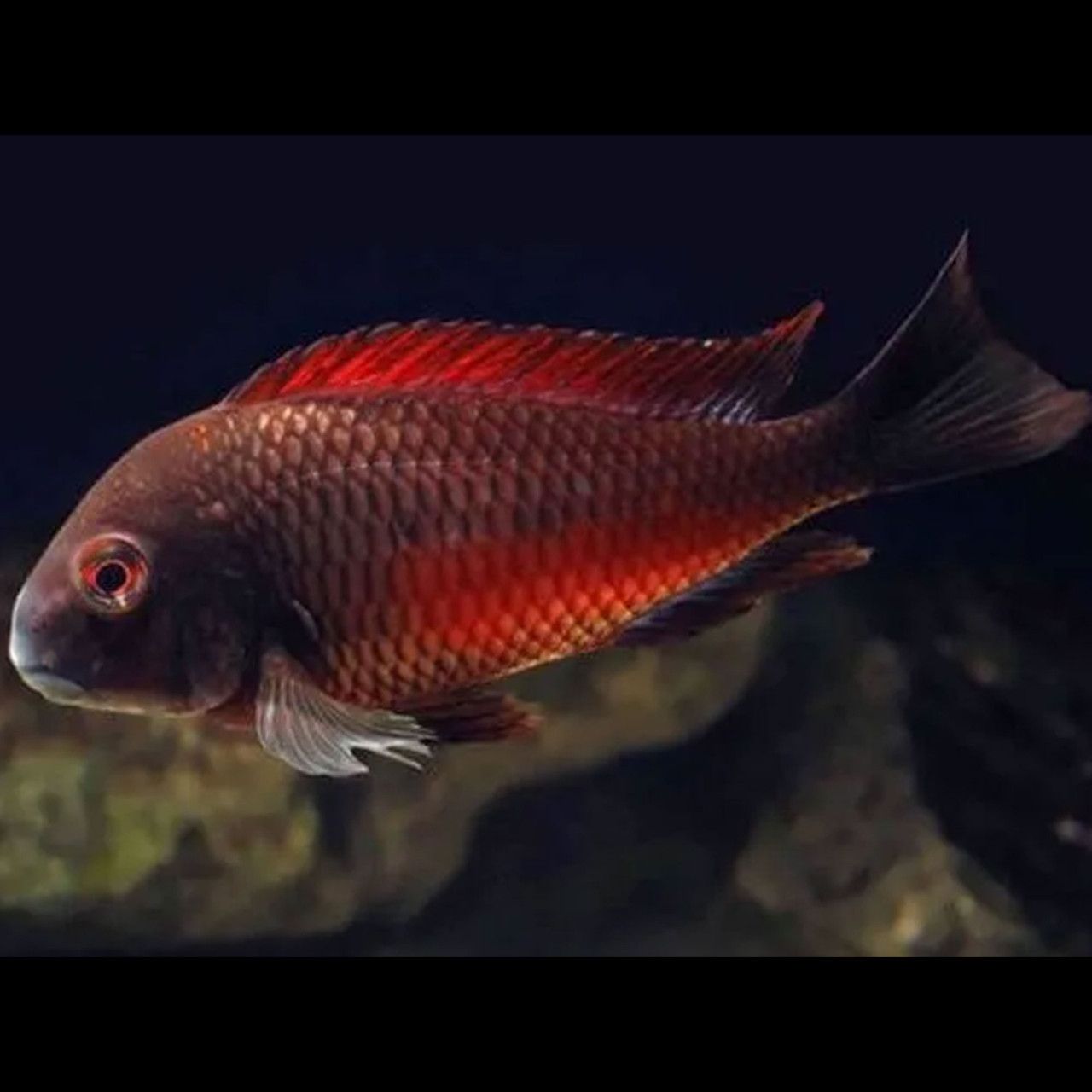 CICHLID TROPHEUS MOORII (RED BAND)_0