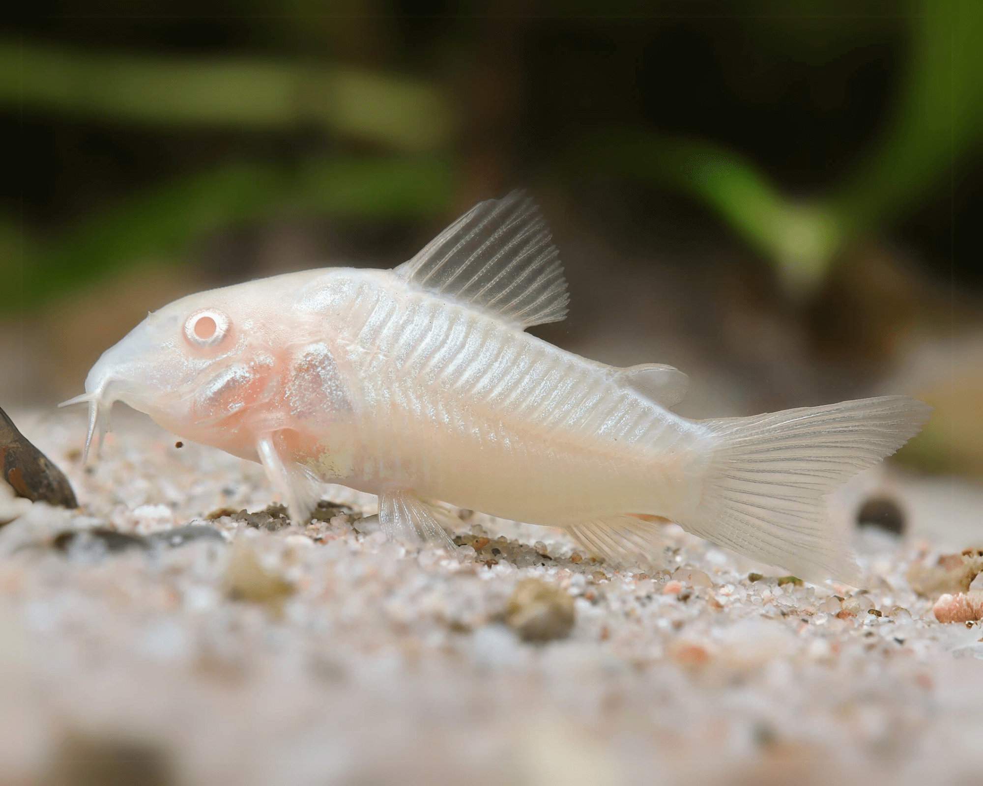 CORYDORAS ALBINO_0