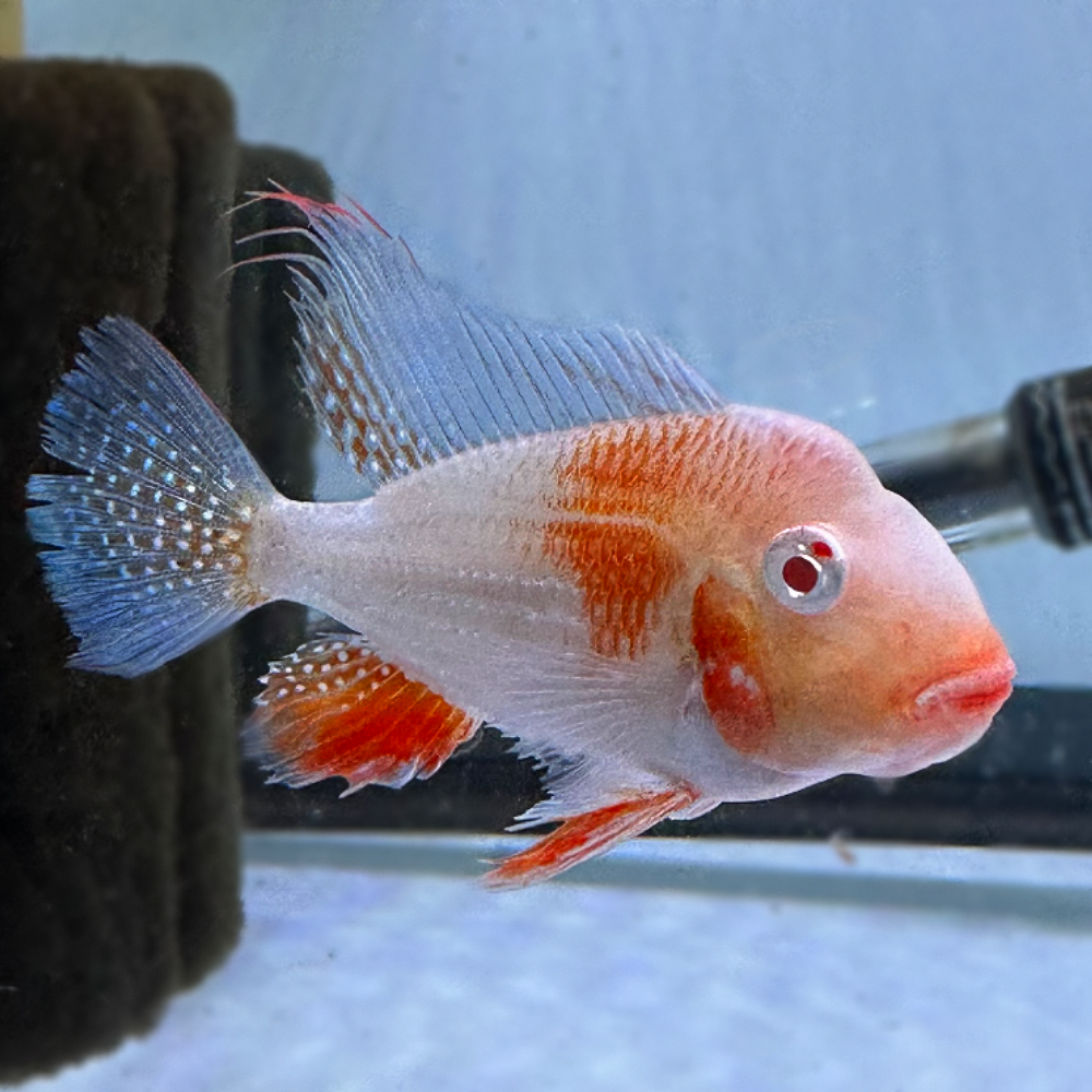 CICHLID GEOPHAGUS HECKELII ALBINO_0