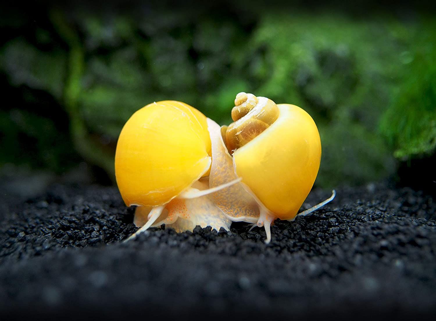 SNAIL APPLE_0