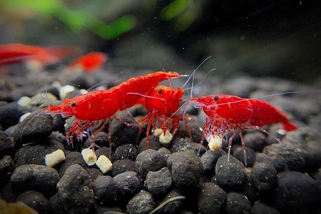 SHRIMP RED_0