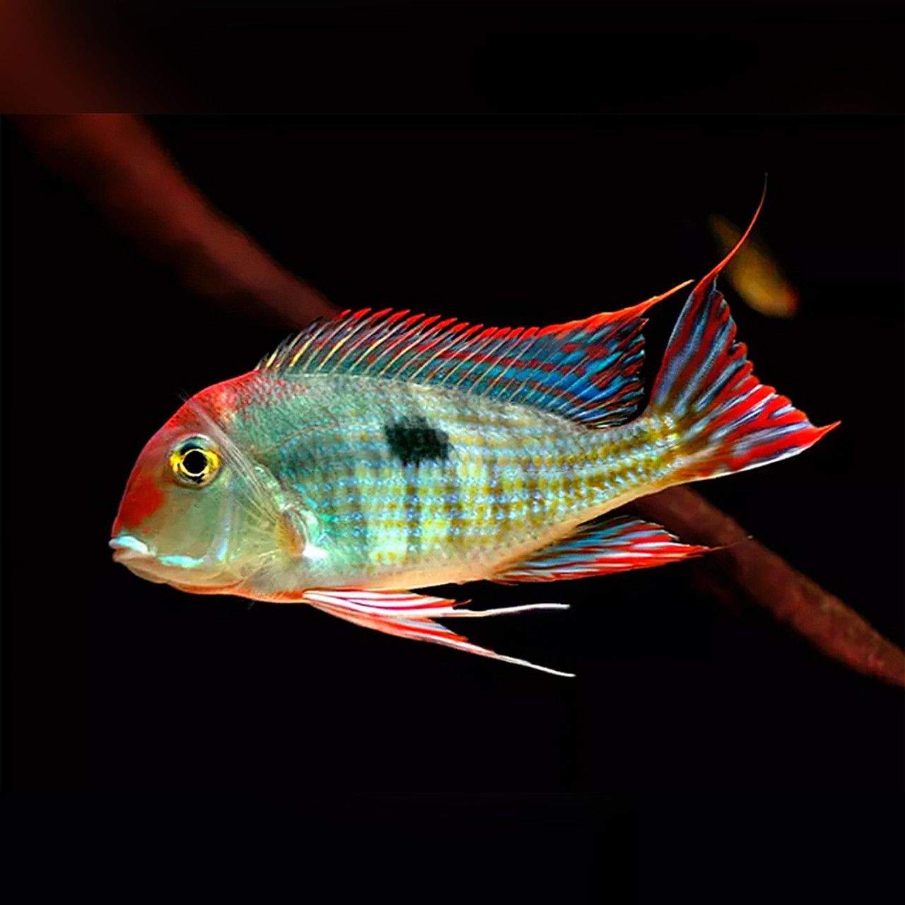 CICHLID GEOPHAGUS RED HEAD TAPAJOS_0