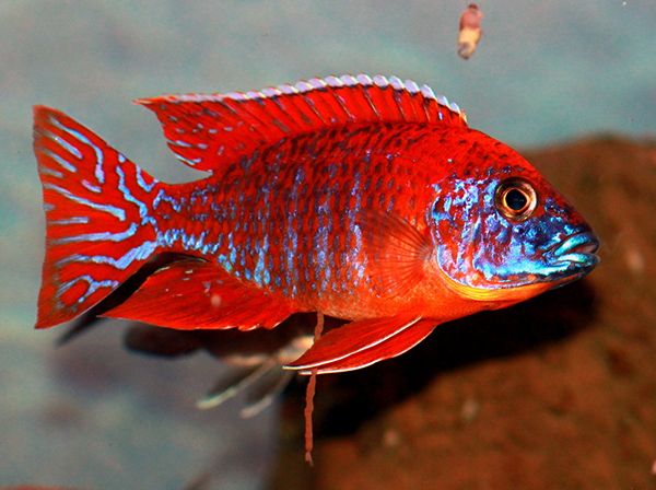CICHLID PEACOCK RED_0