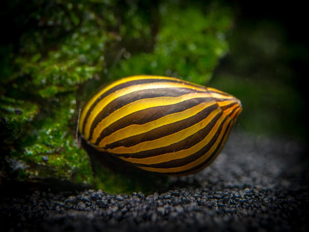 SNAIL ZEBRA_0