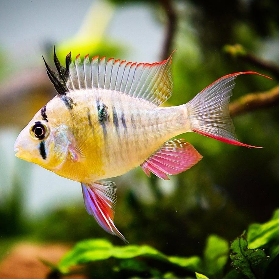 CICHLID RAM BOLIVIAN_0