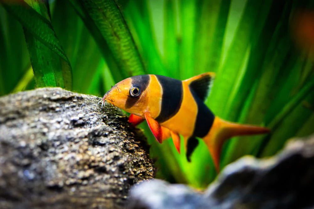 LOACH CLOWN_0