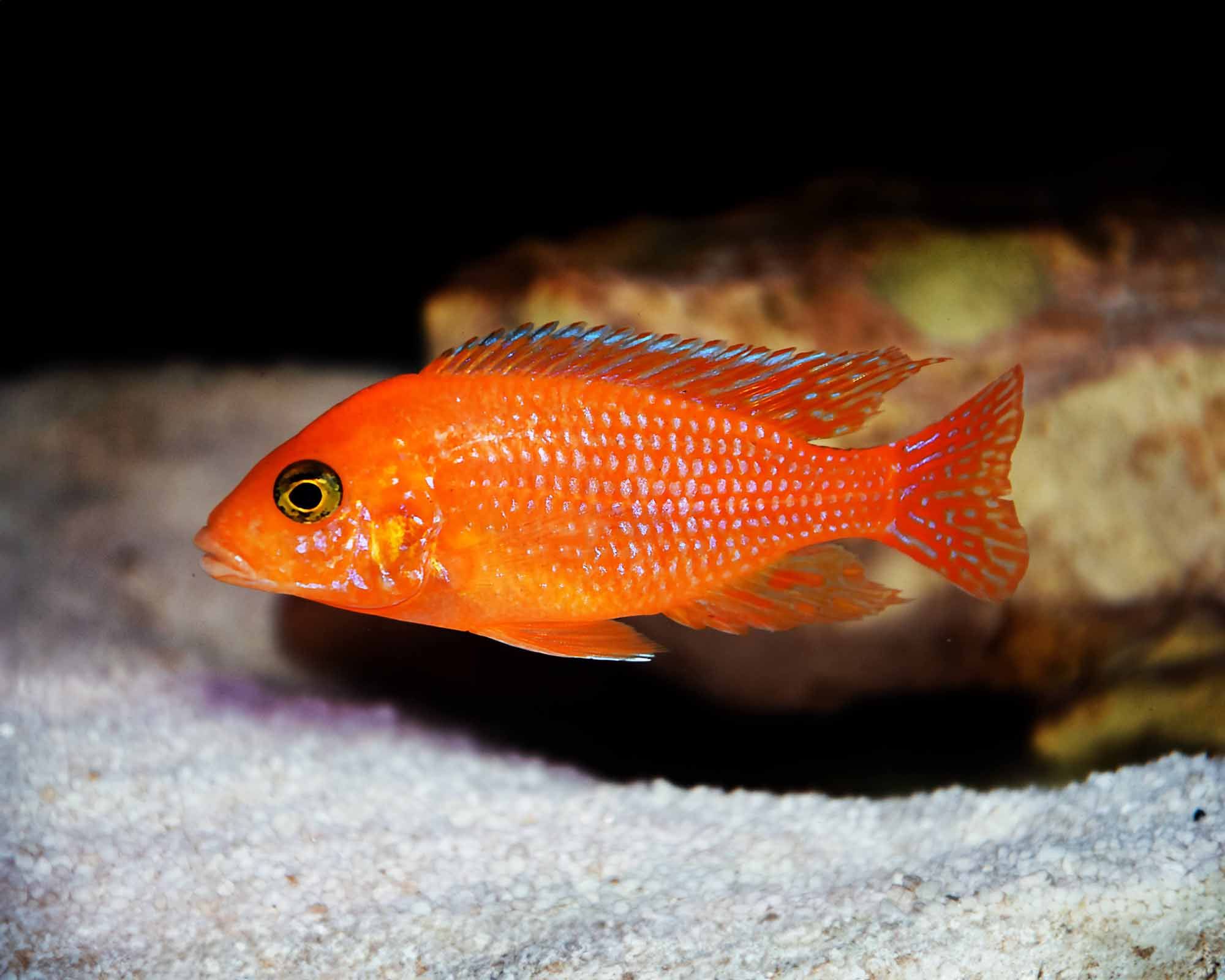 CICHLID ZEBRA RED_0