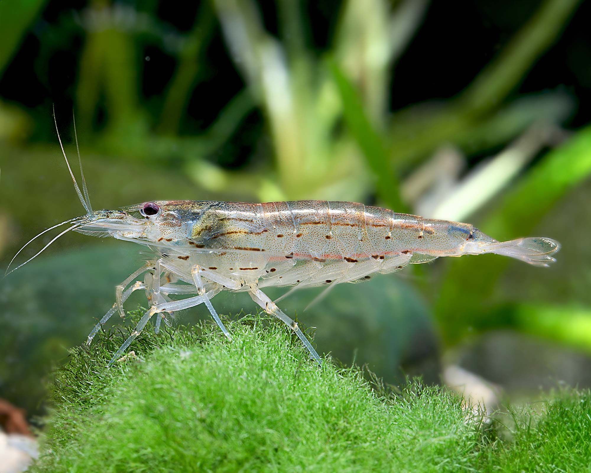 SHRIMP AMANO / YAMATO_0