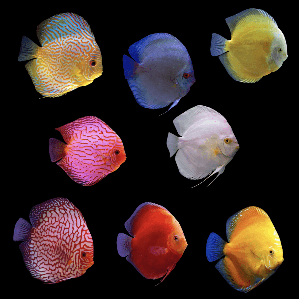 DISCUS ASSORTED_0