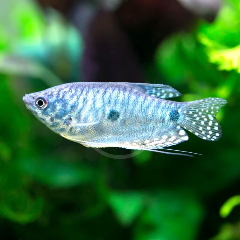 GOURAMI BLUE_0