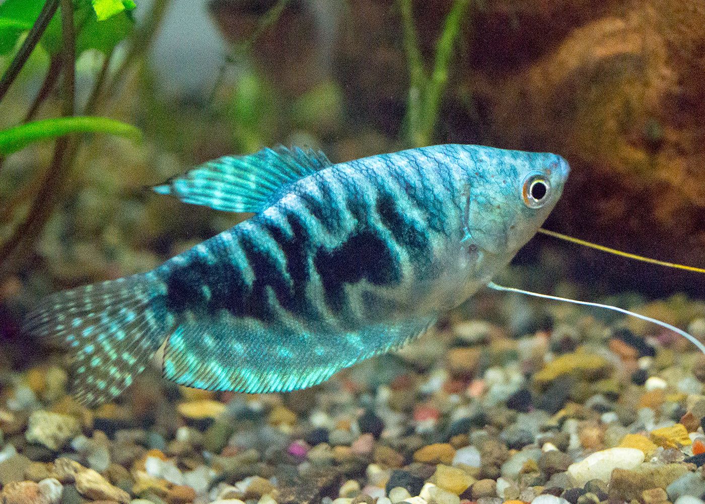 GOURAMI OPALINE_0