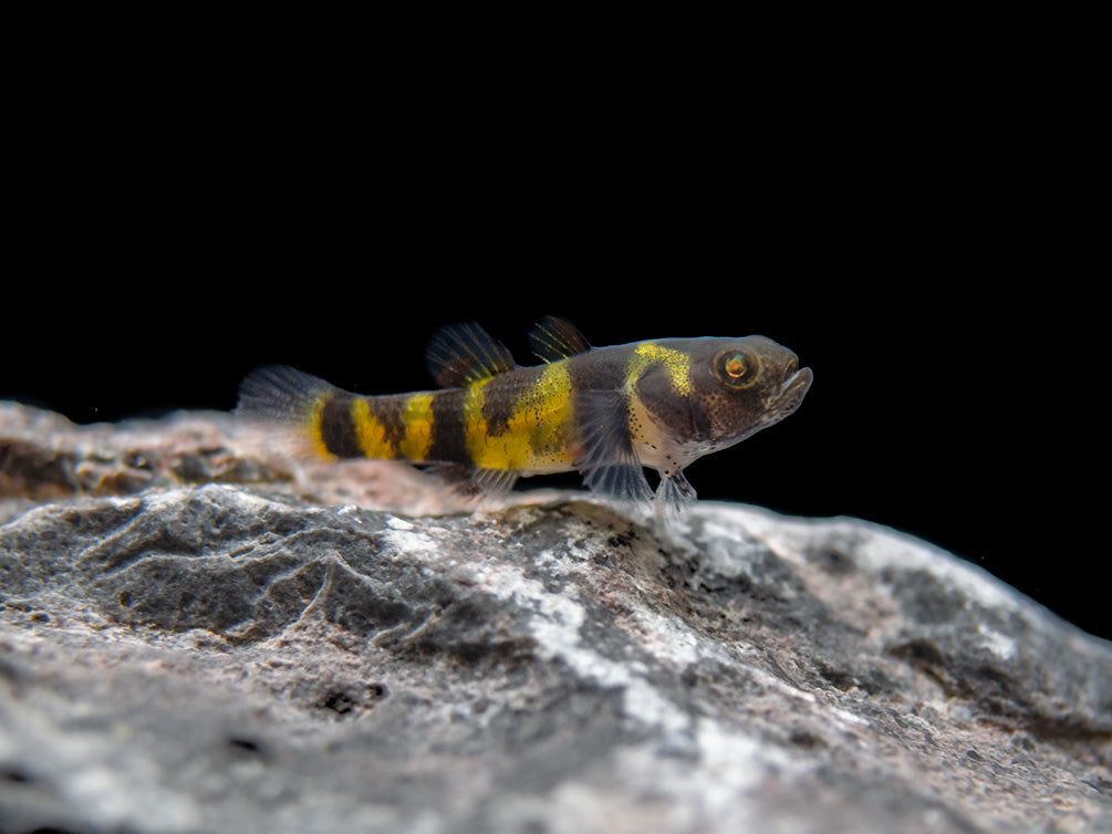 GOBY BUMBLEBEE_0