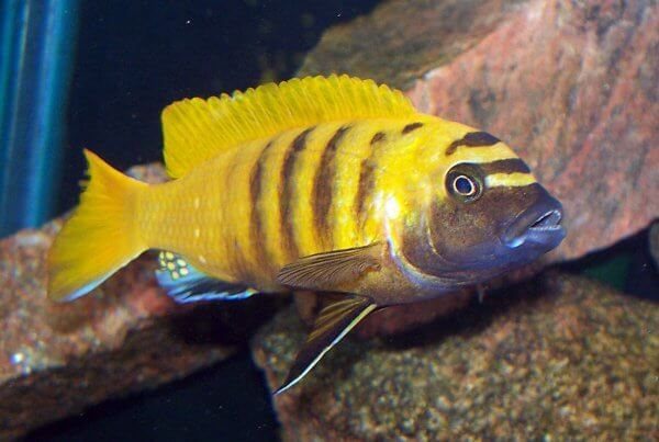 CICHLID ZEBRA YELLOW_0
