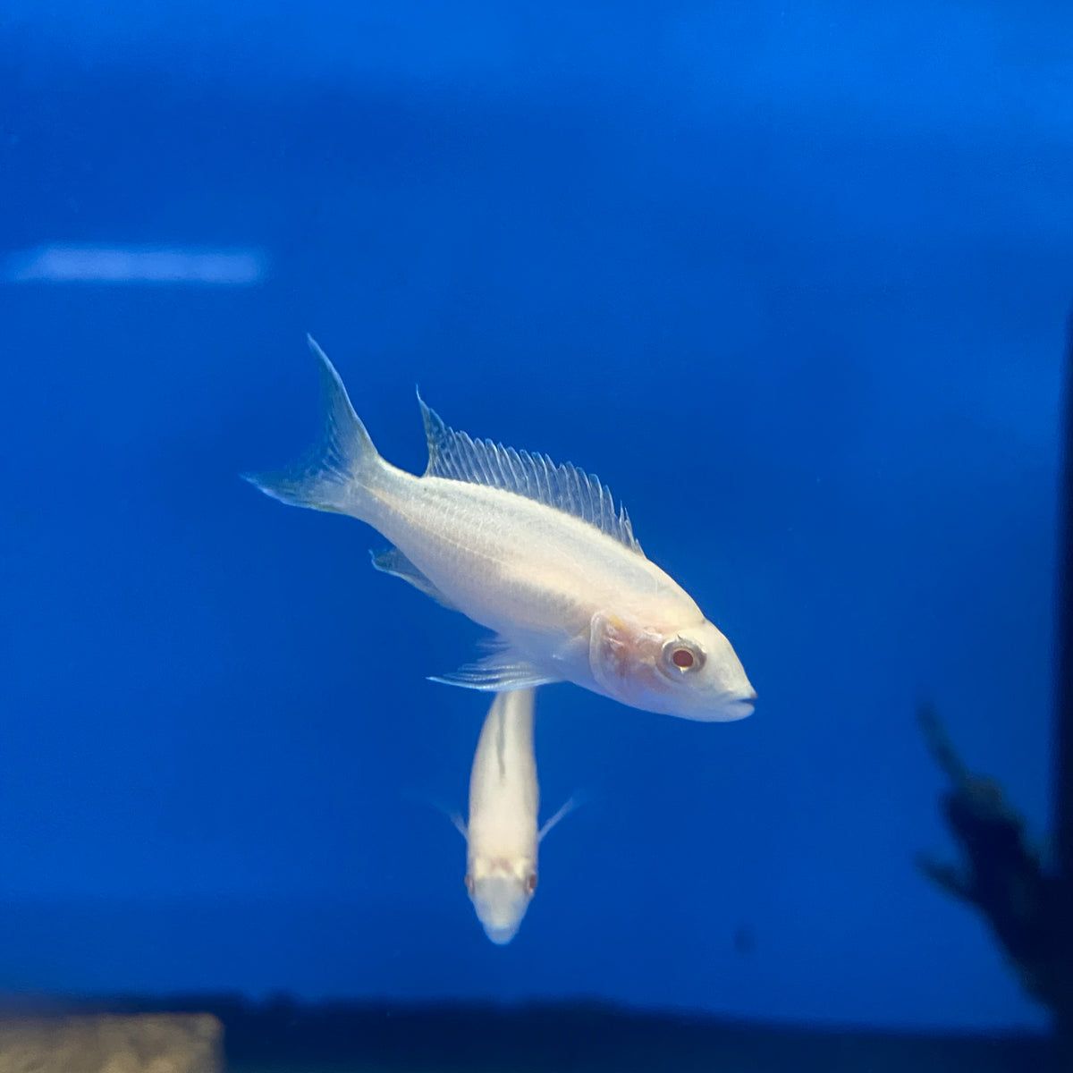 CICHLID BRICHARDI ALBI0_0