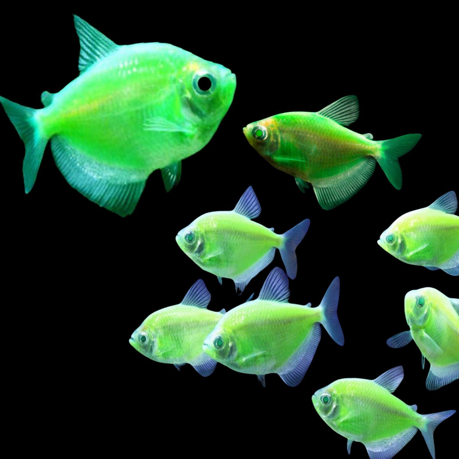 WIDOW GMO GREEN EMERALD_0