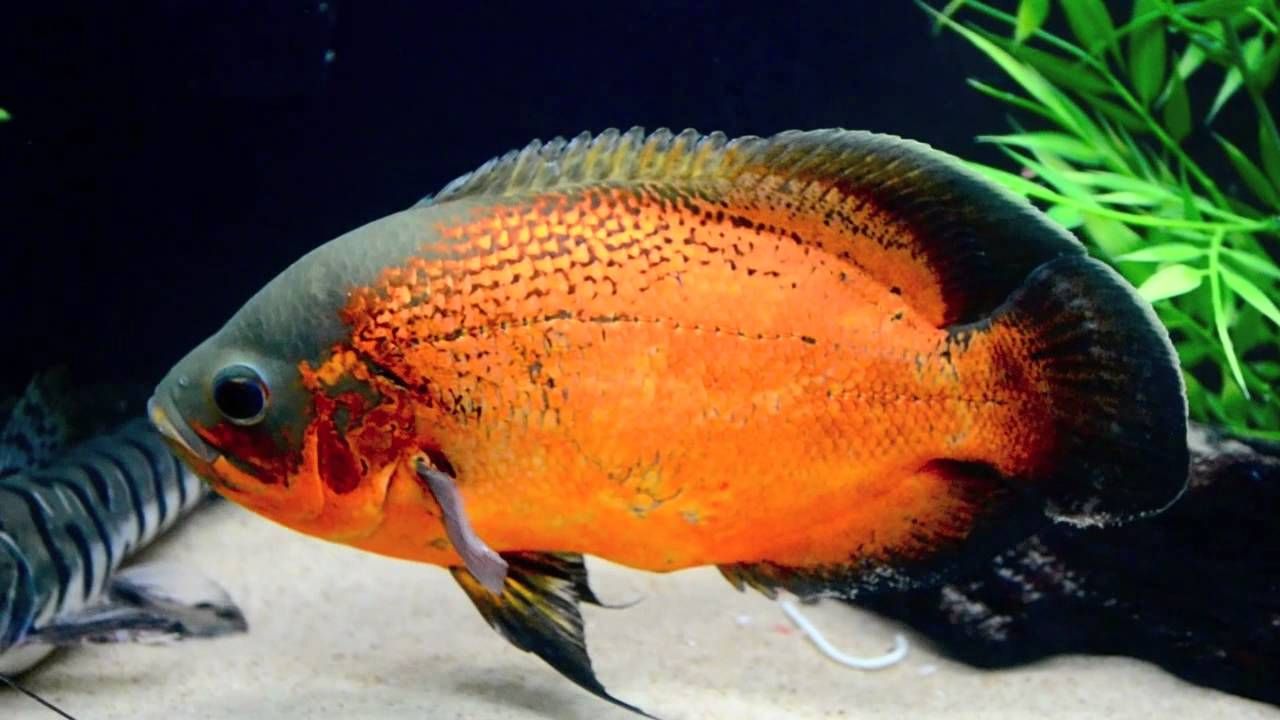 CICHLID OSCAR RED_0