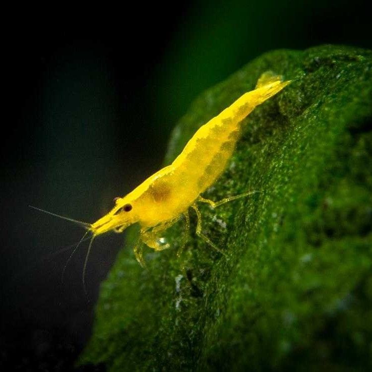 SHRIMP YELLOW_0