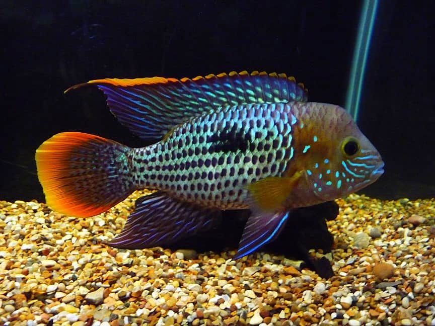 CICHLID GREEN TERROR_0