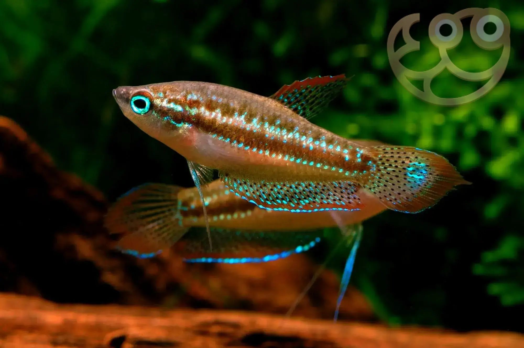 GOURAMI DWARF SPARKLING / PYGMY_0