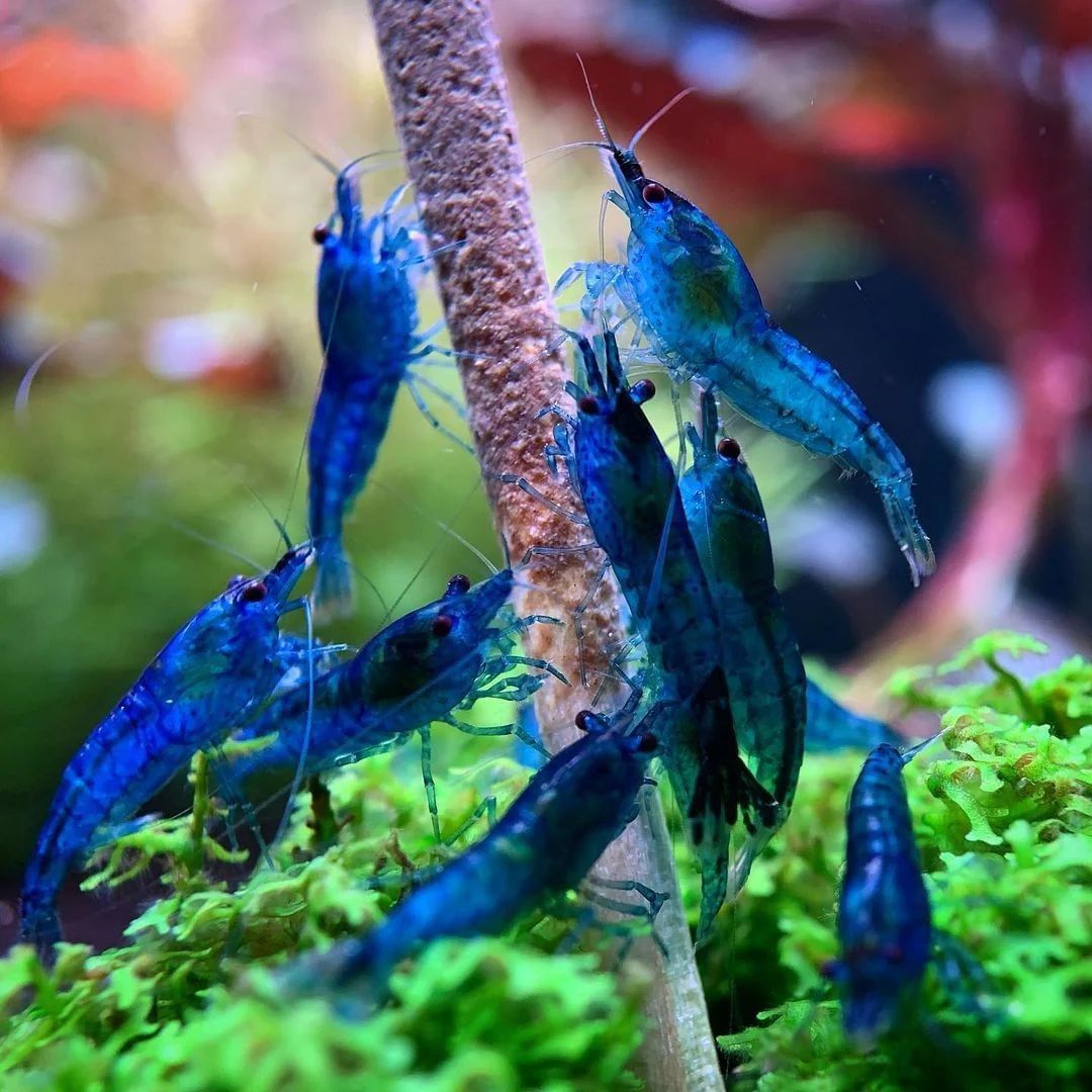 SHRIMP BLUE_0