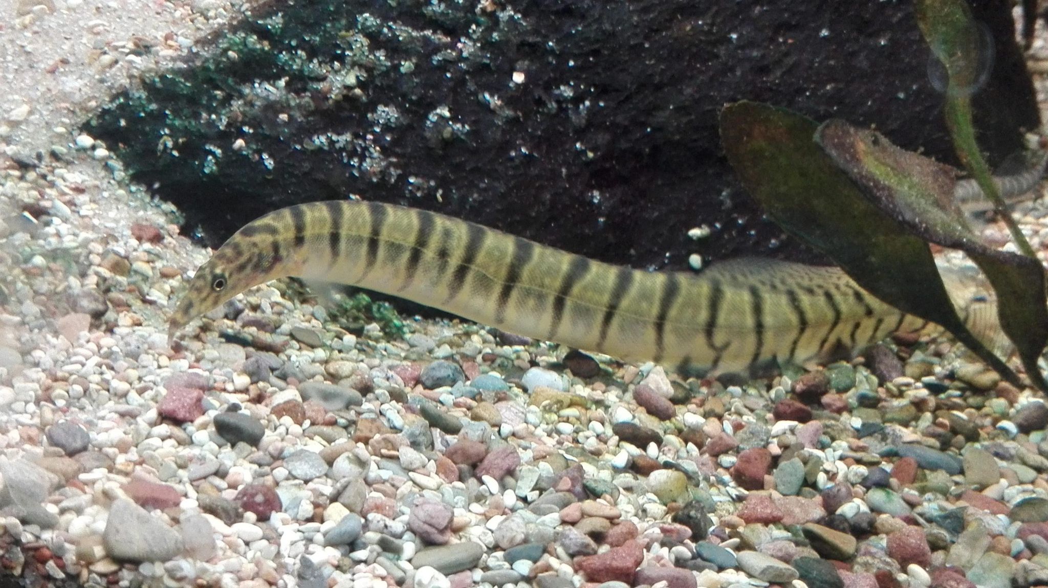 EEL ZEBRA_0
