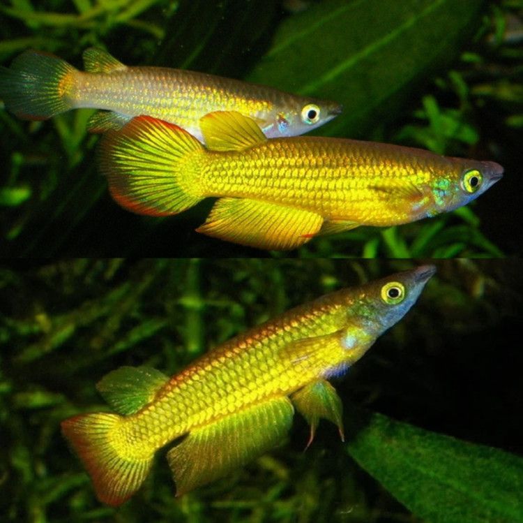 PANCHAX NEON YELLOW_0