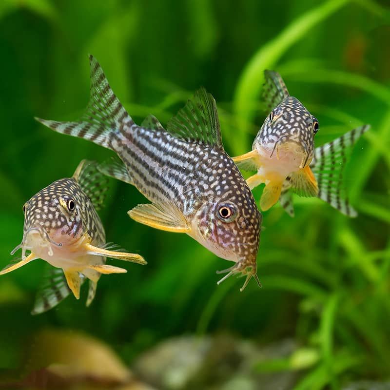 CORYDORAS STERBAI_0