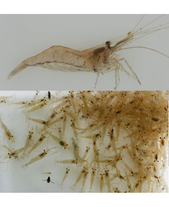 SHRIMP FEEDER (SOLD +/- 50PCS PER BAG)_0