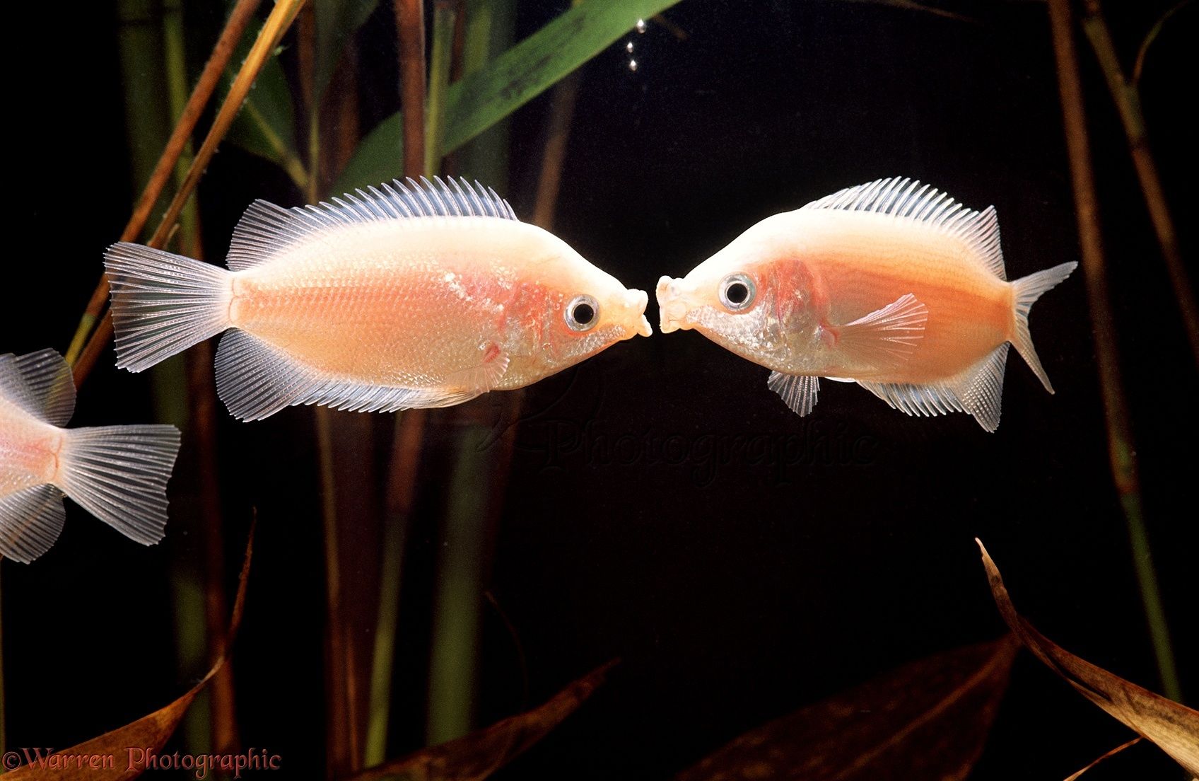 GOURAMI PINK KISSING_0