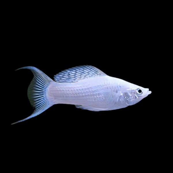 MOLLY SILVER LYRETAIL_0