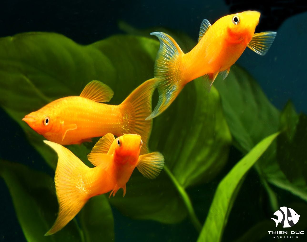 MOLLY GOLDEN ORANGE_0