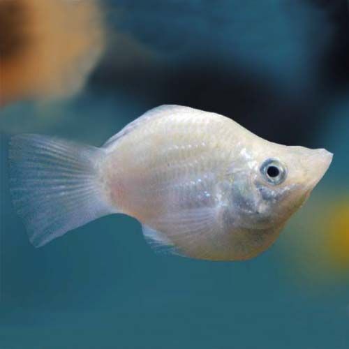 MOLLY BALLOON SILVER_0