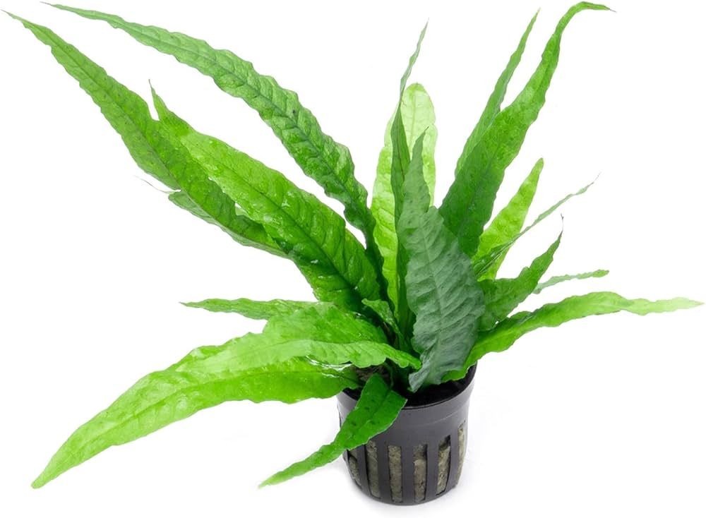 MICROSORIUM PETEROPUS - JUMBO_0